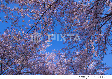 桜と空 36511528