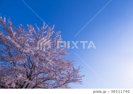桜と空 36511740