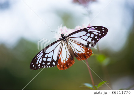 アサギマダラ アサギマダラ 36511770