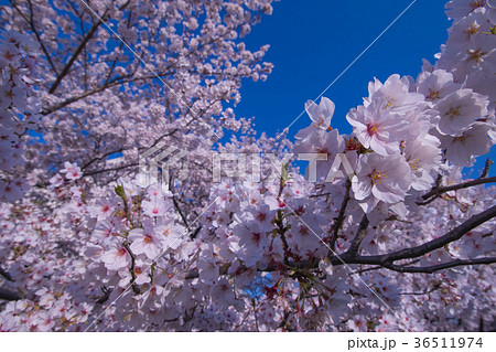 桜と空 36511974