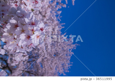 桜と空 桜と空 36511995