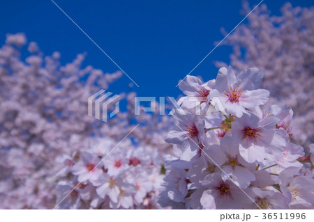 桜と空 桜と空 36511996