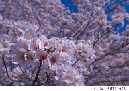 桜と空 36511998