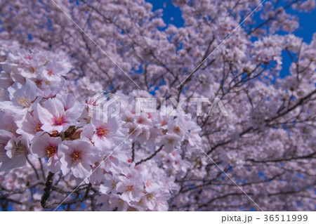 桜と空 36511999