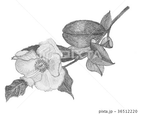 シャラ シャラ 36512220