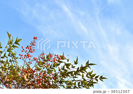 ナンテン(南天) ナンテン(南天) 36512307