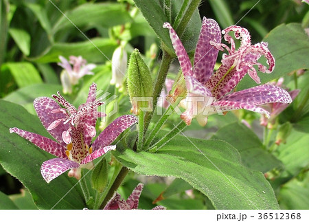 ホトトギス 36512368