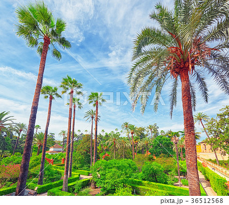 Panoramic view of big and beautiful garden. 36512568