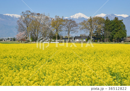 信州の風景　屋敷林と菜の花　安曇野市 36512822