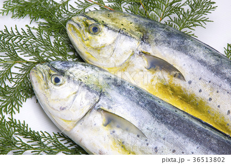 シイラ 食材 シイラ 食材 36513802