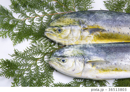 シイラ　食材 36513803