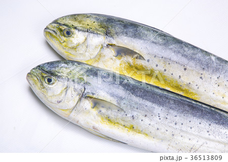 シイラ　食材 36513809