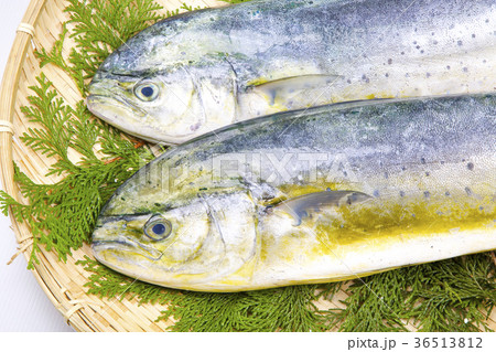 シイラ　食材 36513812