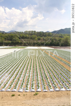 長野県八ヶ岳山麓 レタス生産量日本一の川上村の農地で栽培されている高原レタスの畑の写真素材