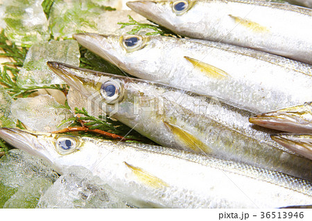 カマス　魚 36513946