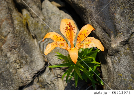岩に咲くコオニユリ 岩に咲くコオニユリ 36513972