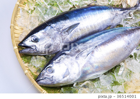 ヨコワ　食材 36514001