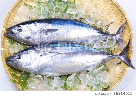 ヨコワ　食材 36514010