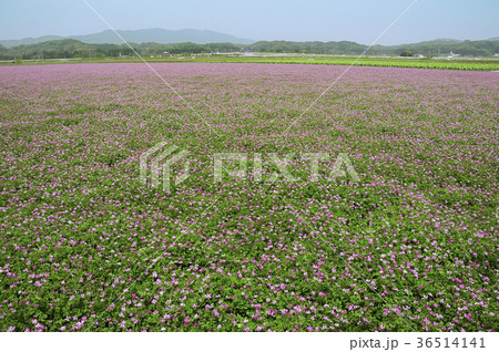 れんげ畑 れんげ畑 36514141