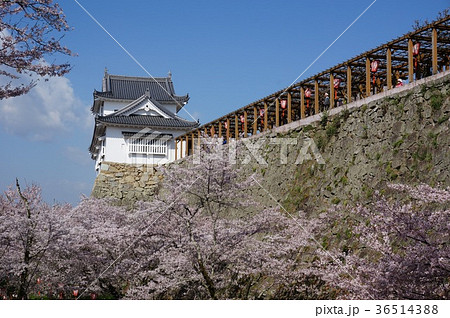 岡山県津山市の桜の名所「鶴山公園（津山城趾）」：備中櫓 36514388