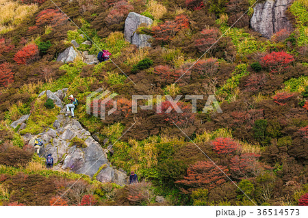 雲仙岳の紅葉　国見岳登山 36514573