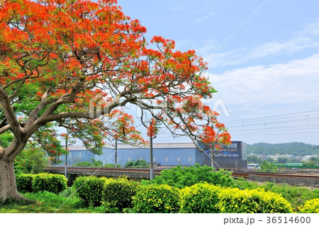 アジア人 アジアン アジア風 36514600