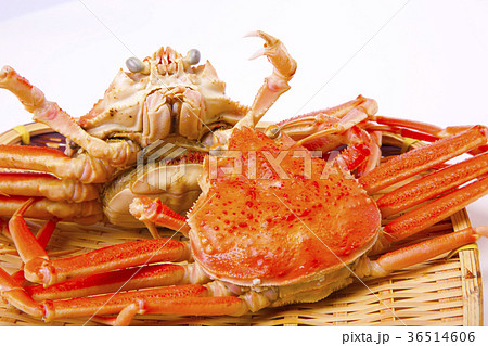 ズワイガニのメス 食材 ズワイガニのメス 食材 36514606