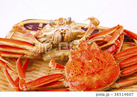 ズワイガニのメス　食材 36514607