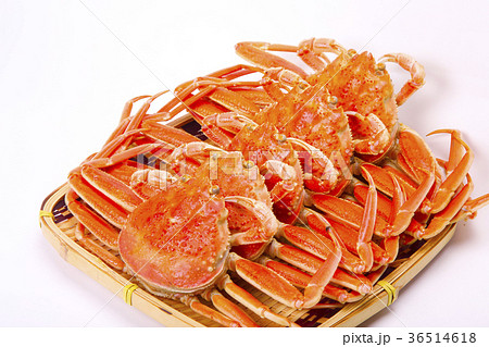 ズワイガニのメス 食材 ズワイガニのメス 食材 36514618