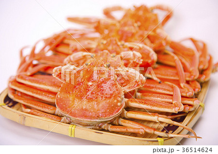 ズワイガニのメス　食材 36514624