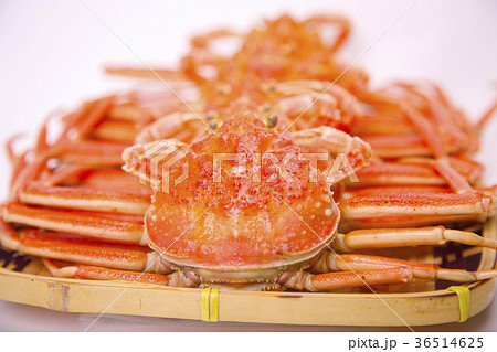 ズワイガニのメス　食材 36514625