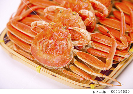 ズワイガニのメス 食材 ズワイガニのメス 食材 36514639