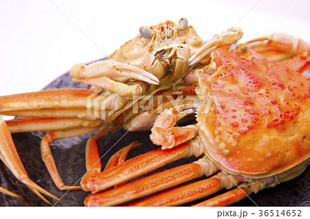 ズワイガニのメス　食材 36514652