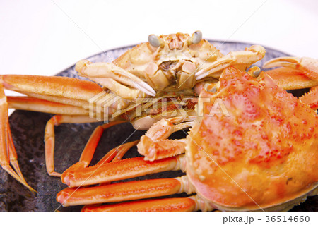 ズワイガニのメス 食材 ズワイガニのメス 食材 36514660