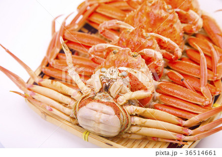ズワイガニのメス 食材 ズワイガニのメス 食材 36514661
