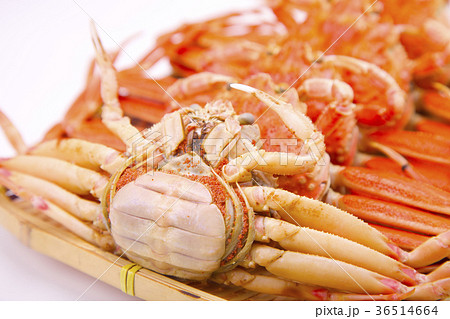 ズワイガニのメス　食材 36514664