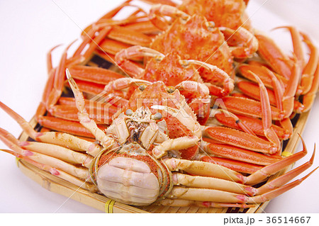 ズワイガニのメス　食材 36514667