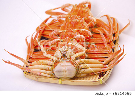 ズワイガニのメス 食材 ズワイガニのメス 食材 36514669