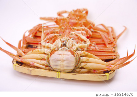 ズワイガニのメス 食材 ズワイガニのメス 食材 36514670