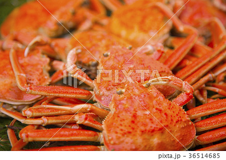 ズワイガニのメス 食材 ズワイガニのメス 食材 36514685