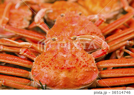 セコガニ 食材 セコガニ 食材 36514746