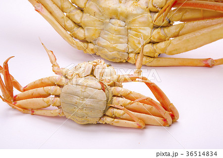 松葉ガニ　食材 36514834