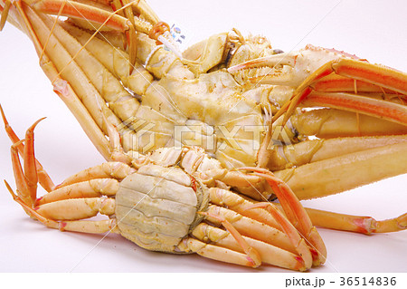 松葉ガニ　食材 36514836