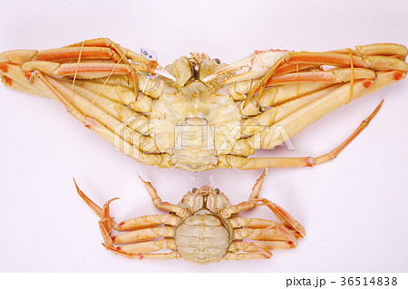 松葉ガニ　食材 36514838