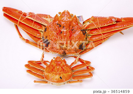 松葉ガニ 食材 松葉ガニ 食材 36514859