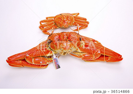 松葉ガニ　食材 36514866