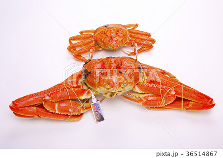 松葉ガニ 食材 松葉ガニ 食材 36514867