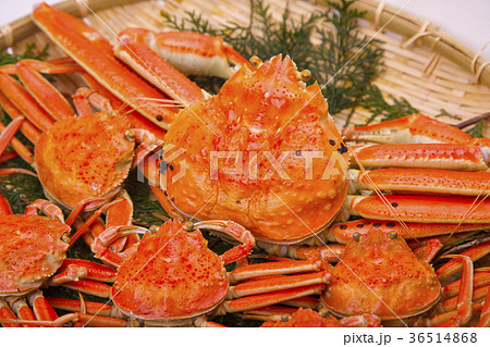 松葉ガニ 食材 松葉ガニ 食材 36514868