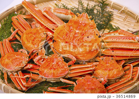 松葉ガニ　食材 36514869