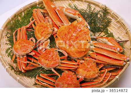 松葉ガニ　食材 36514872